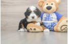 Little Mini Bernese Poodle Poodle Mix Puppy