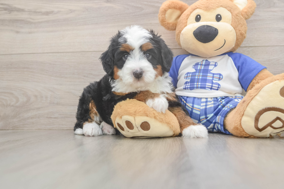 Little Mini Bernese Poodle Poodle Mix Puppy