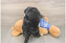 Cute Mini Bernedoodle Baby