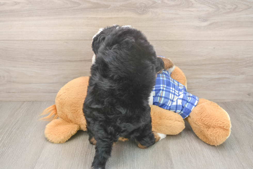 Cute Mini Bernedoodle Baby