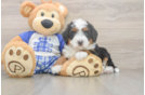 Playful Mini Berniedoodle Poodle Mix Puppy