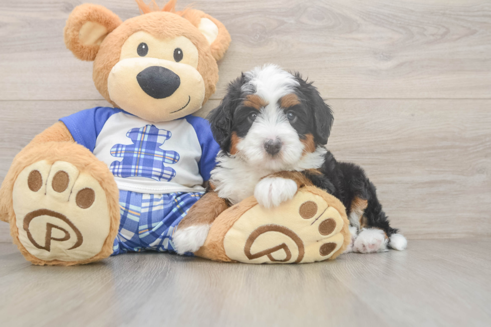 Playful Mini Berniedoodle Poodle Mix Puppy