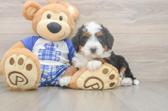 Playful Mini Berniedoodle Poodle Mix Puppy