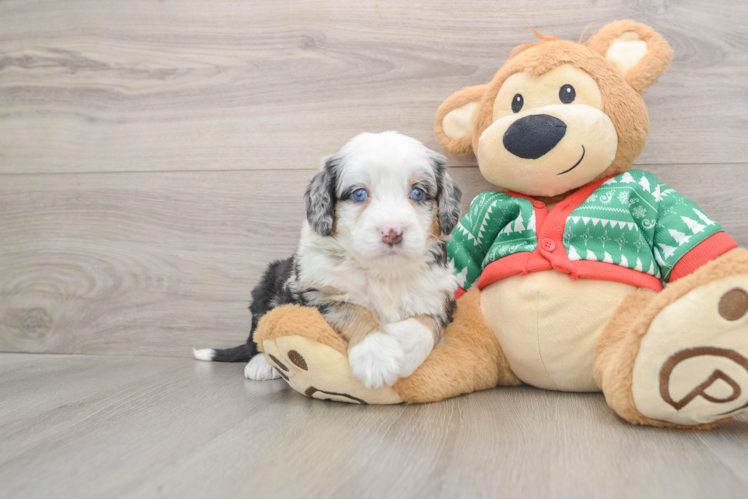 Cute Mini Bernedoodle Baby