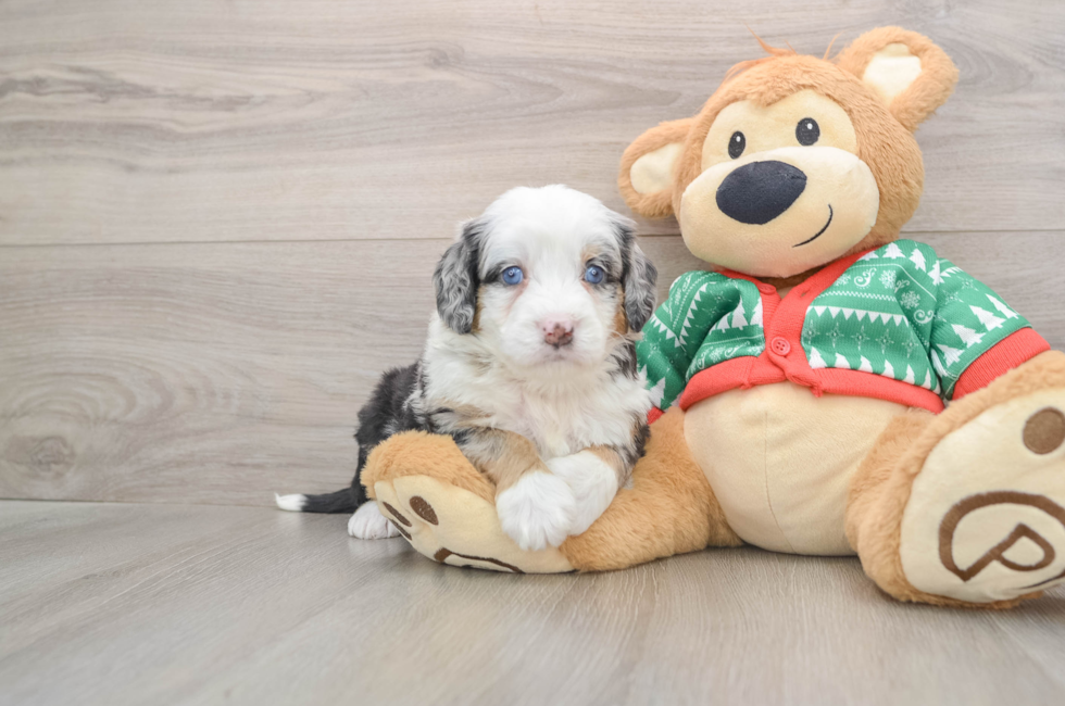 5 week old Mini Bernedoodle Puppy For Sale - Premier Pups