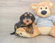 8 week old Mini Bernedoodle Puppy For Sale - Premier Pups