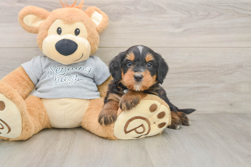 Mini Bernedoodle Pup Being Cute