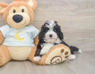 7 week old Mini Bernedoodle Puppy For Sale - Premier Pups