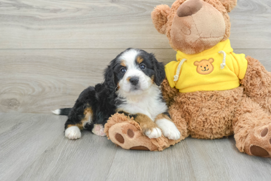 Popular Mini Bernedoodle Poodle Mix Pup