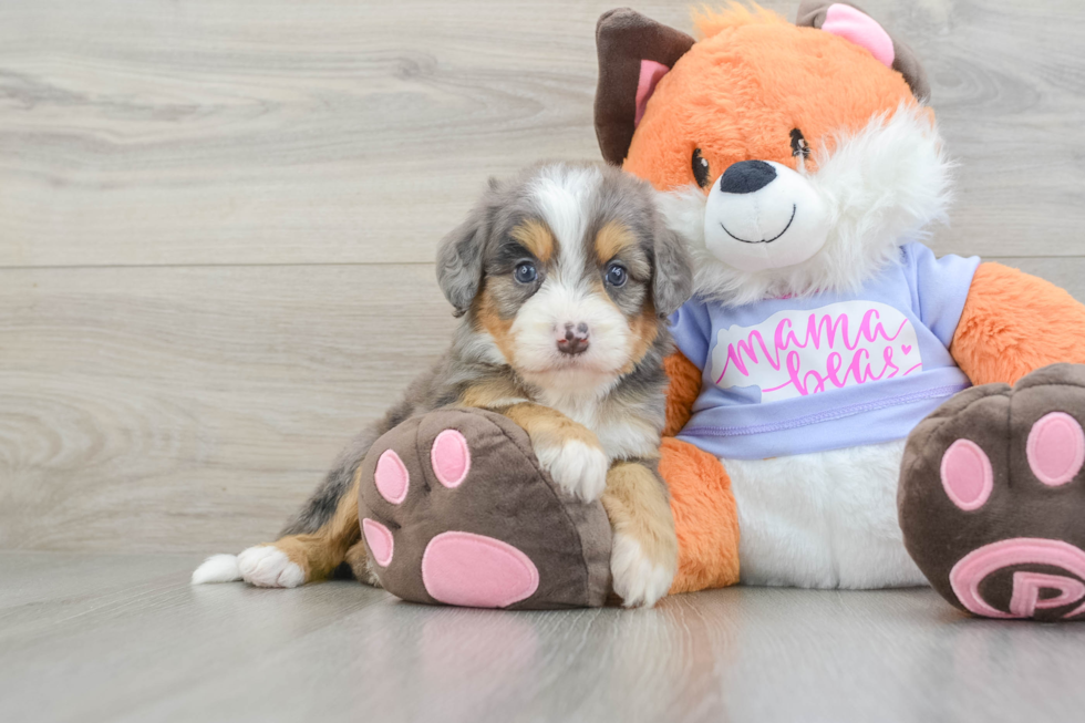 Fluffy Mini Bernedoodle Poodle Mix Pup