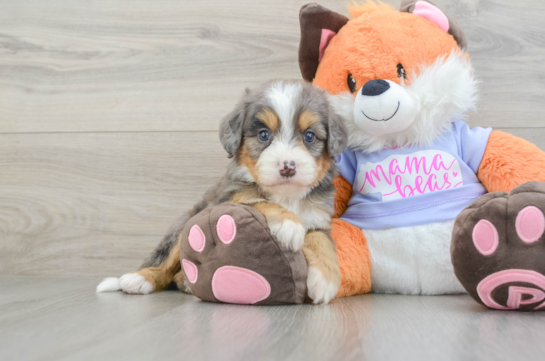 Fluffy Mini Bernedoodle Poodle Mix Pup