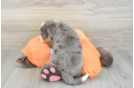 Mini Bernedoodle Pup Being Cute