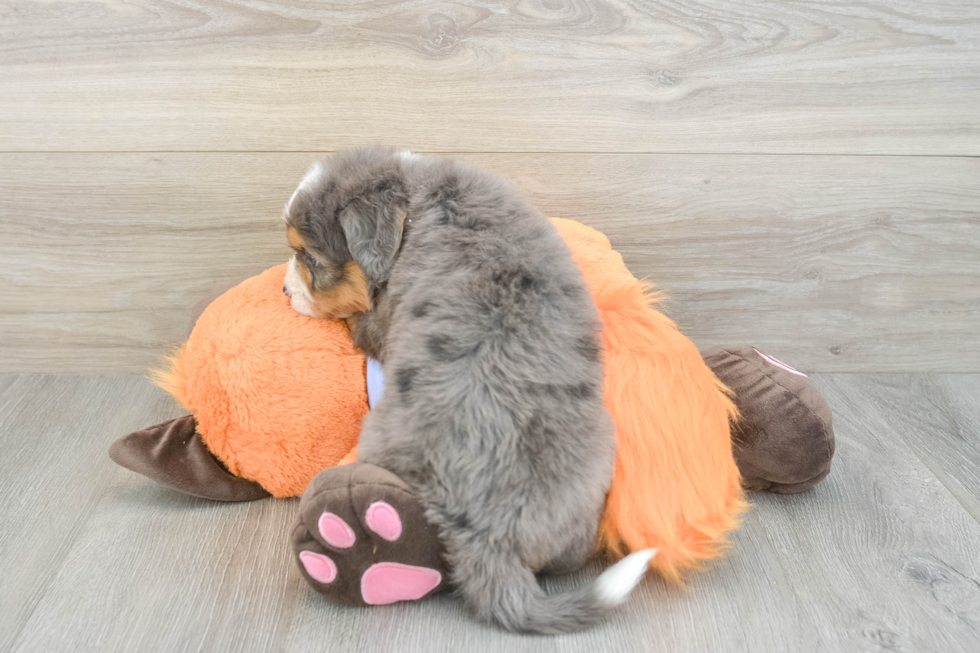 Mini Bernedoodle Pup Being Cute