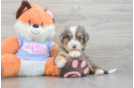 Mini Bernedoodle Pup Being Cute
