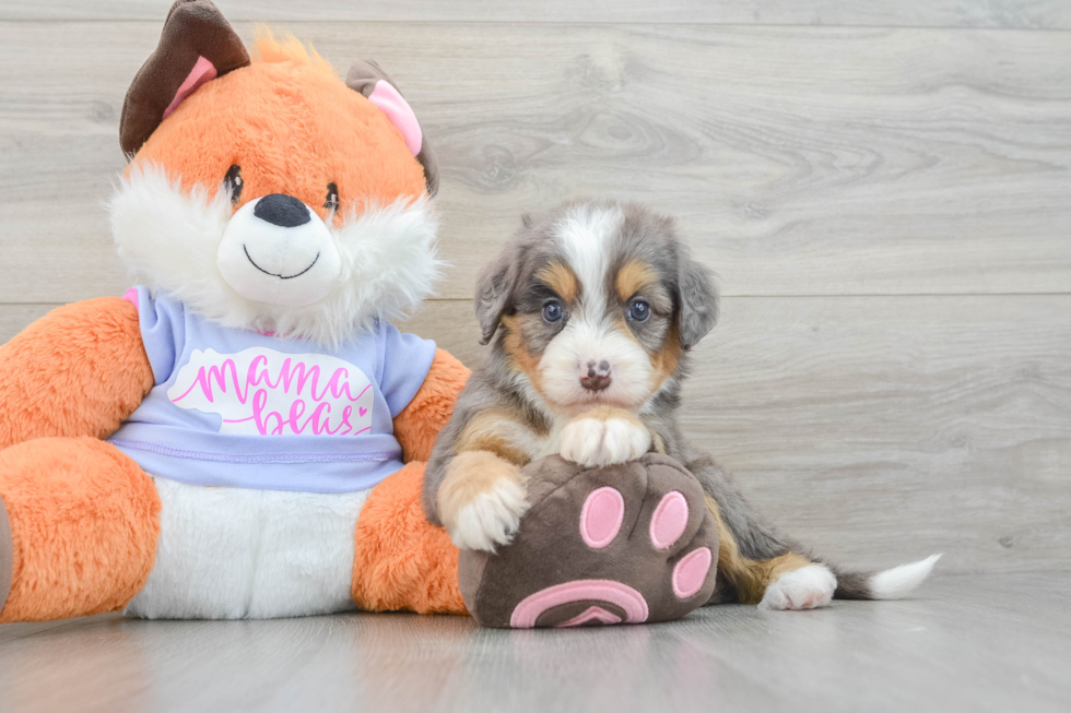 Mini Bernedoodle Pup Being Cute