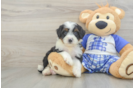 Mini Bernedoodle Puppy for Adoption