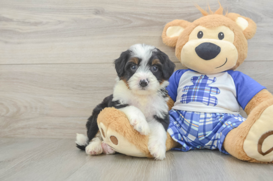 Mini Bernedoodle Puppy for Adoption