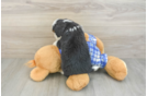 Best Mini Bernedoodle Baby