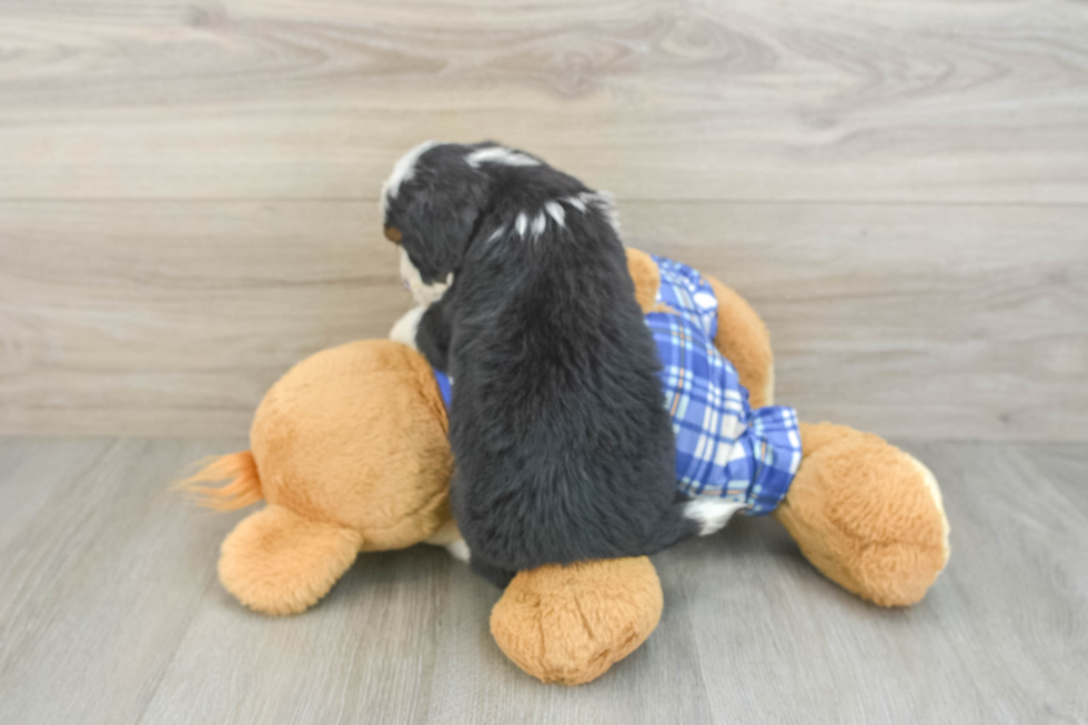 Best Mini Bernedoodle Baby