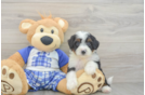 Mini Bernedoodle Pup Being Cute