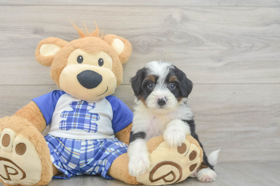 Mini Bernedoodle Pup Being Cute