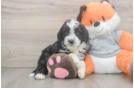 Mini Bernedoodle Pup Being Cute