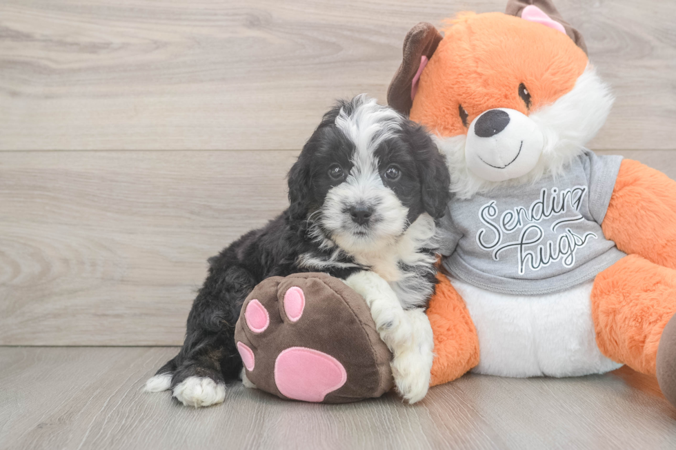 Mini Bernedoodle Pup Being Cute