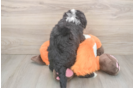 Funny Mini Bernedoodle Poodle Mix Pup