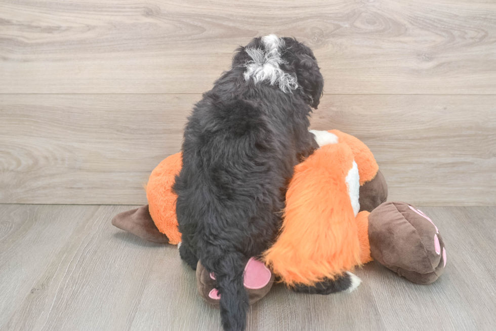 Funny Mini Bernedoodle Poodle Mix Pup