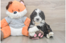 Mini Bernedoodle Puppy for Adoption
