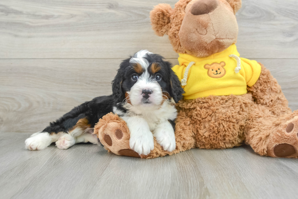 Best Mini Bernedoodle Baby