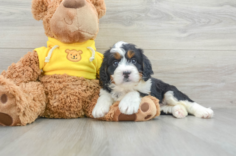 7 week old Mini Bernedoodle Puppy For Sale - Premier Pups