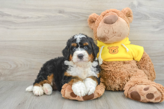 Mini Bernedoodle Pup Being Cute