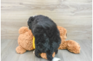 Funny Mini Bernedoodle Poodle Mix Pup