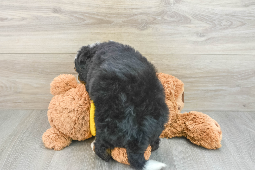 Funny Mini Bernedoodle Poodle Mix Pup