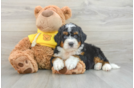 Cute Mini Bernedoodle Baby