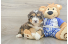 Petite Mini Bernedoodle Poodle Mix Pup