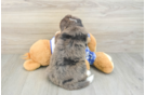 Mini Bernedoodle Puppy for Adoption