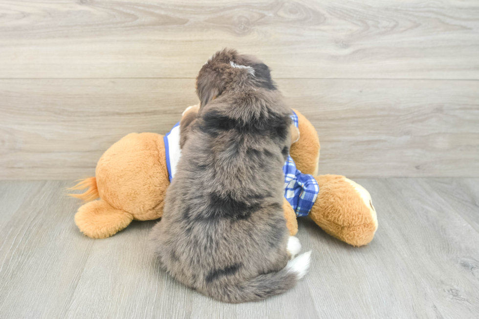 Mini Bernedoodle Puppy for Adoption