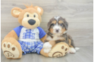 Best Mini Bernedoodle Baby