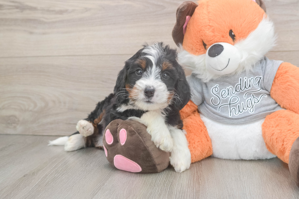 Energetic Mini Bernadoodle Poodle Mix Puppy