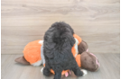 Best Mini Bernedoodle Baby