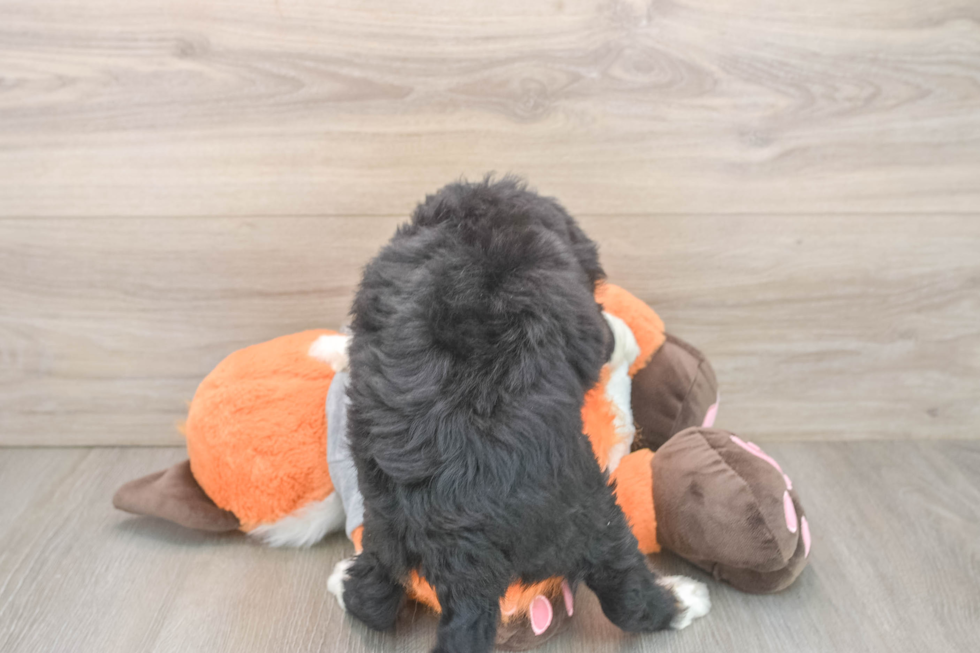 Best Mini Bernedoodle Baby