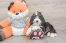 Mini Bernedoodle Pup Being Cute