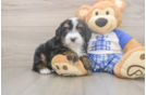 Petite Mini Bernedoodle Poodle Mix Pup