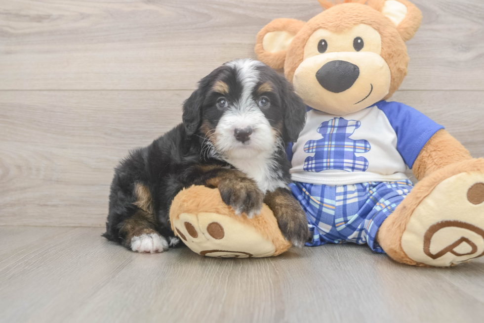 Petite Mini Bernedoodle Poodle Mix Pup