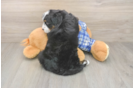 Mini Bernedoodle Puppy for Adoption