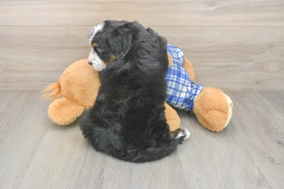 Mini Bernedoodle Puppy for Adoption