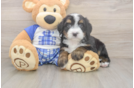 Cute Mini Bernedoodle Baby