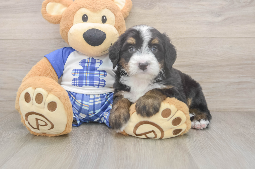 5 week old Mini Bernedoodle Puppy For Sale - Premier Pups